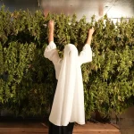 8 Best CBD Products in Merced, CA (2026 Guide)