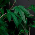 CBD Backlink Building in 2026 The Authority-First Strategy That Actually Moves Rankings